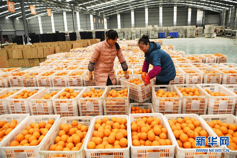 (新華全媒頭條·圖文互動)(6)待到滿山紅葉時——三峽重慶庫區(qū)踐行新發(fā)展理念面面觀