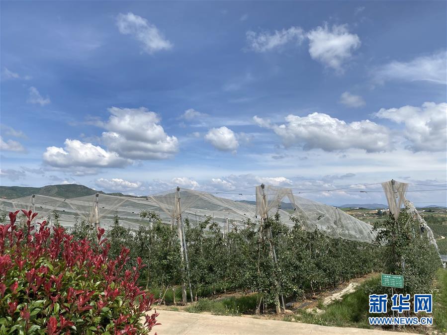 （決戰(zhàn)決勝脫貧攻堅(jiān)&middot;圖文互動(dòng)）（3）高原紅了，日子好了&mdash;&mdash;貴州海拔最高縣發(fā)展蘋(píng)果產(chǎn)業(yè)見(jiàn)聞