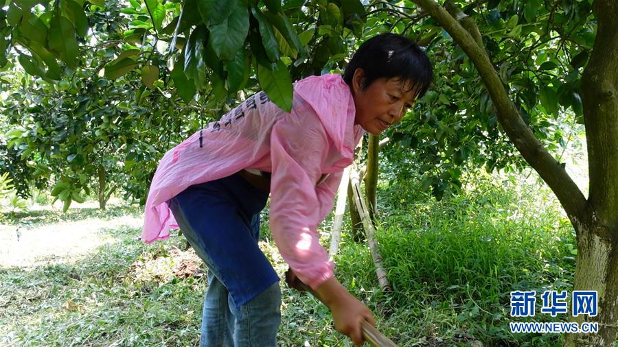 (新華網(wǎng)·決戰(zhàn)決勝脫貧攻堅·圖文互動)(2)貴州思南:強村帶弱村 “抱團”促增收