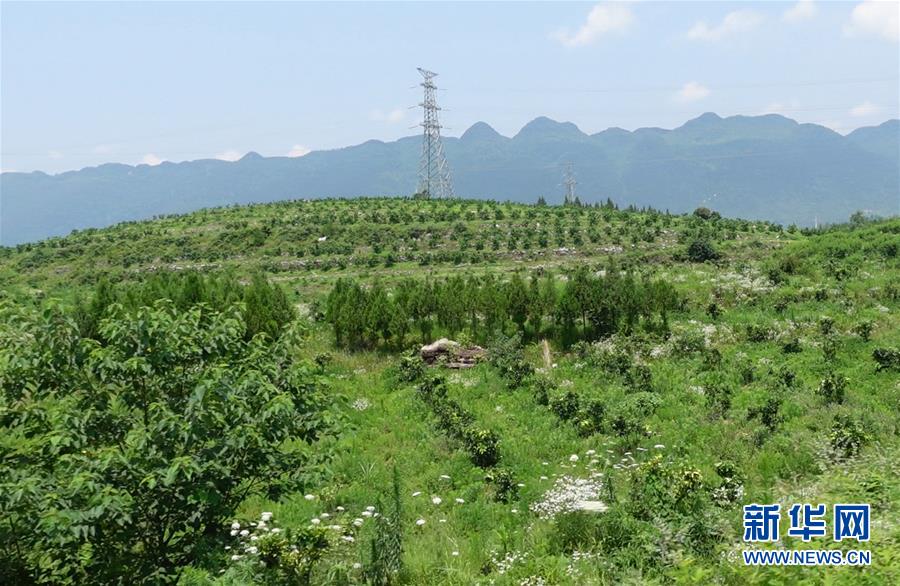 (新華網(wǎng)·決戰(zhàn)決勝脫貧攻堅·圖文互動)(3)貴州思南:強村帶弱村 “抱團”促增收