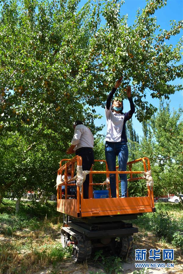 （決戰(zhàn)決勝脫貧攻堅(jiān)&middot;圖文互動(dòng)）（2）新疆&ldquo;杏鄉(xiāng)&rdquo;：杏果飄香 走出深閨助脫貧