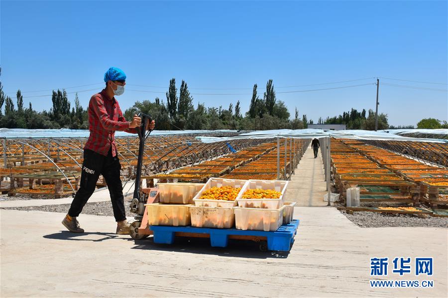 （決戰(zhàn)決勝脫貧攻堅(jiān)&middot;圖文互動(dòng)）（4）新疆&ldquo;杏鄉(xiāng)&rdquo;：杏果飄香 走出深閨助脫貧