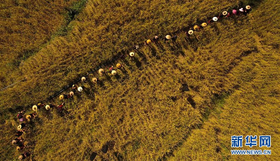 （走向我們的小康生活&middot;圖文互動(dòng)）（2）黎苗山鄉(xiāng)種養(yǎng)&ldquo;老行當(dāng)&rdquo;擦亮&ldquo;綠色牌&rdquo;
