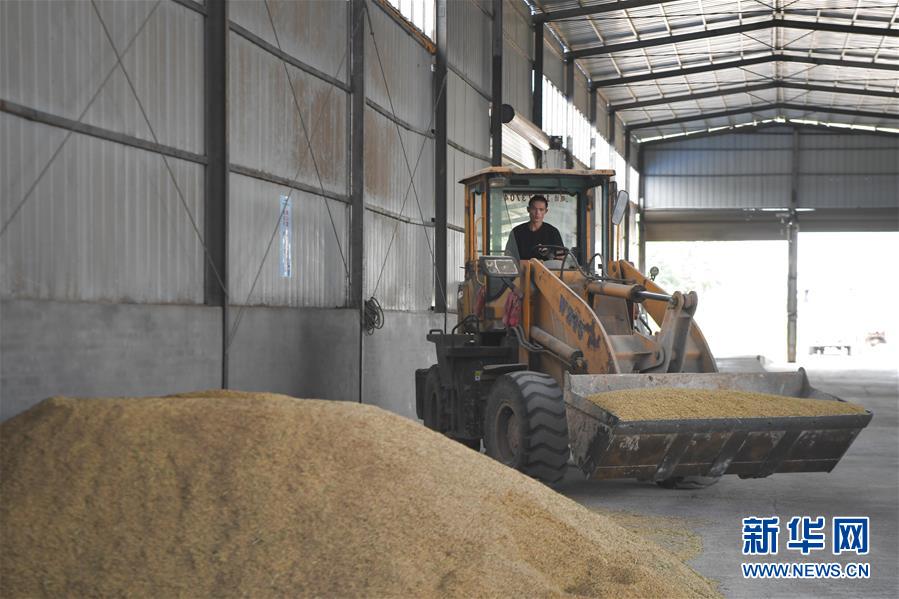 (防汛抗洪·圖文互動)(3)洞庭湖畔打響糧食保衛(wèi)戰(zhàn)