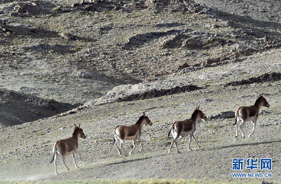 （在習(xí)近平新時(shí)代中國特色社會(huì)主義思想指引下&mdash;&mdash;新時(shí)代新作為新篇章&middot;習(xí)近平總書記關(guān)切事&middot;圖文互動(dòng)）（1）綠色映底蘊(yùn)，山水見初心&mdash;&mdash;生態(tài)優(yōu)先、綠色發(fā)展持續(xù)造福群眾美好生活