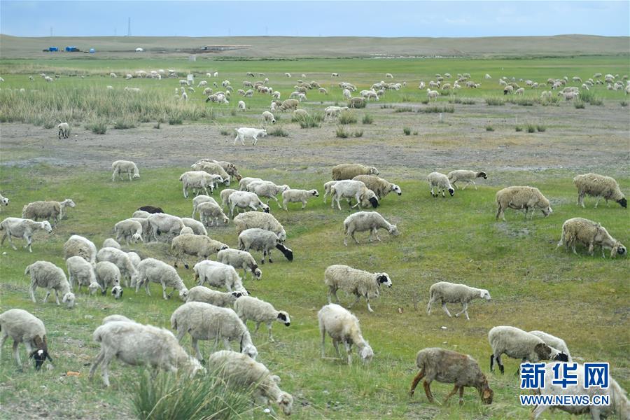 （走向我們的小康生活&middot;圖文互動(dòng)）（1）草原有了網(wǎng)，手機(jī)能放羊&mdash;&mdash;看呼倫貝爾大草原牧民生活變了樣 