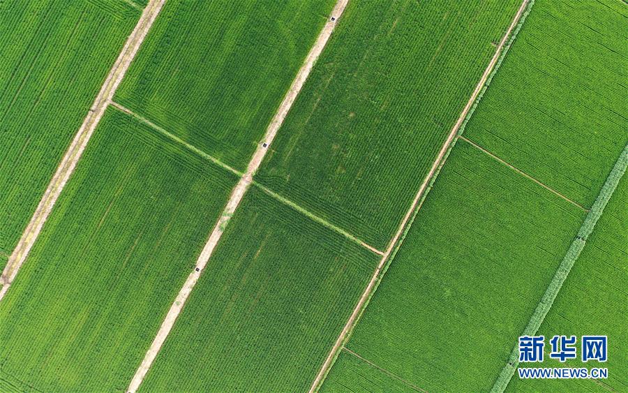 （新華全媒頭條&middot;走向我們的小康生活&middot;圖文互動(dòng)）（15）&ldquo;南大荒&rdquo;變&ldquo;稻蟹鄉(xiāng)&rdquo;&mdash;&mdash;資源枯竭型城市盤錦的鄉(xiāng)村振興之路