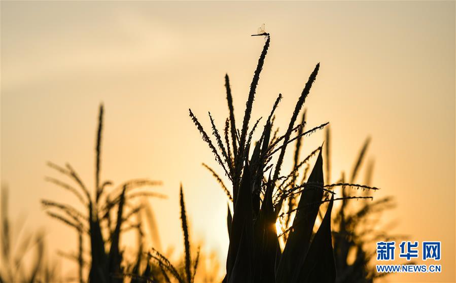 （在習(xí)近平新時(shí)代中國(guó)特色社會(huì)主義思想指引下&mdash;&mdash;新時(shí)代新作為新篇章&middot;習(xí)近平總書記關(guān)切事&middot;圖文互動(dòng)）（1）為黑土加&ldquo;油&rdquo;&mdash;&mdash;&ldquo;耕地中的大熊貓&rdquo;，我們這樣保護(hù)