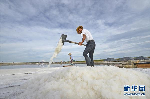 #(社會)(2)福建泉州:防御臺風(fēng) 搶收原鹽