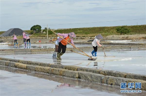 #(社會)(4)福建泉州:防御臺風(fēng) 搶收原鹽