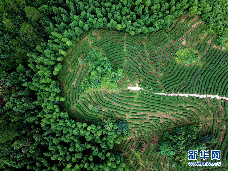 (走向我們的小康生活·圖文互動(dòng))(1)“紅土地”越來越紅火——福建老區(qū)蘇區(qū)發(fā)展新貌掠影