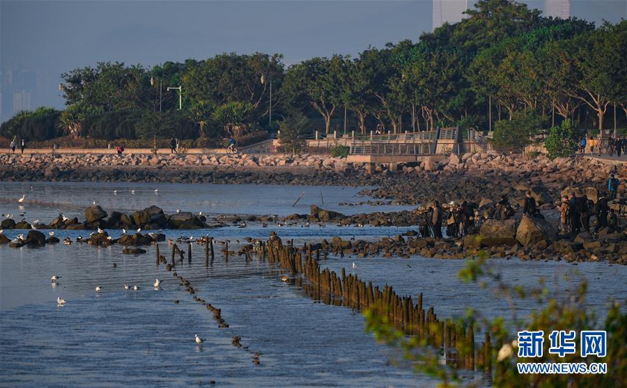 （新華全媒頭條&middot;圖文互動）（11）鯤鵬展翅九萬里&mdash;&mdash;深圳奮力跑好建設(shè)中國特色社會主義先行示范區(qū)&ldquo;第一程&rdquo;