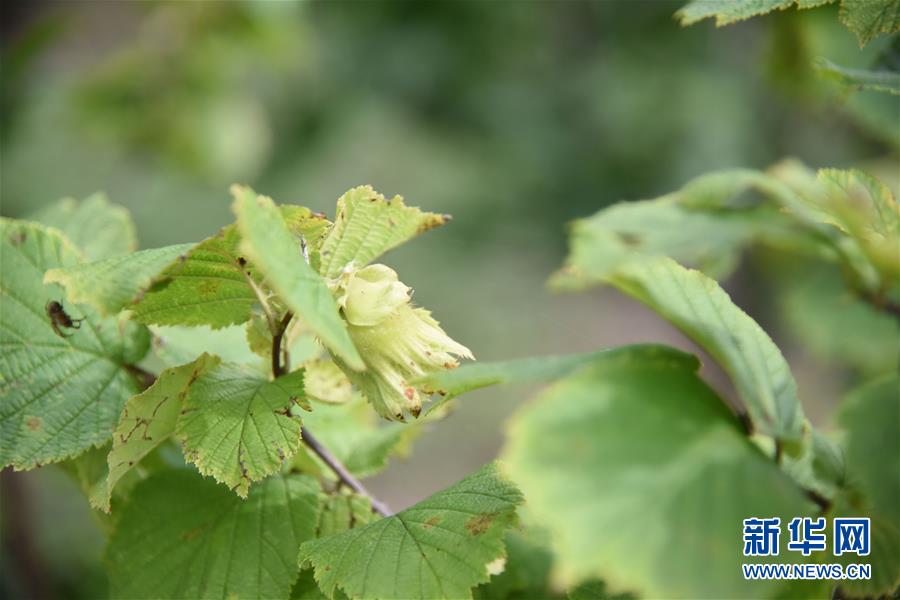 （決戰(zhàn)決勝脫貧攻堅&middot;圖文互動）（2）榛子樹結(jié)出&ldquo;扶貧果&rdquo;