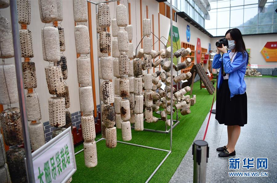 （走向我們的小康生活&middot;圖文互動(dòng)）（6）綠了青山，紅了日子&mdash;&mdash;秦巴山區(qū)群眾繪出小康&ldquo;調(diào)色板&rdquo;