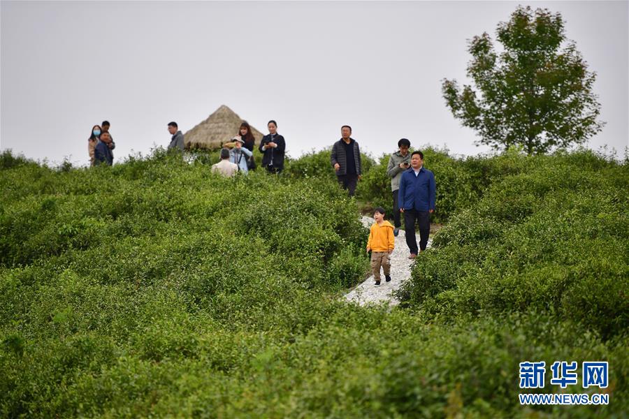 （走向我們的小康生活&middot;圖文互動(dòng)）（7）綠了青山，紅了日子&mdash;&mdash;秦巴山區(qū)群眾繪出小康&ldquo;調(diào)色板&rdquo;