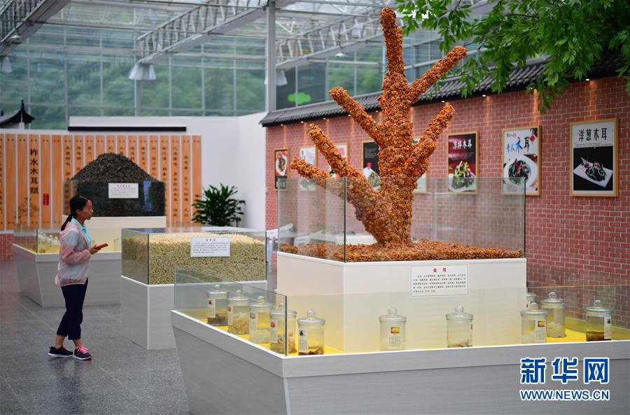 (新華全媒頭條·走向我們的小康生活·圖文互動(dòng))(4)蹚出綠色小康路——陜南秦巴山區(qū)的脫貧答卷