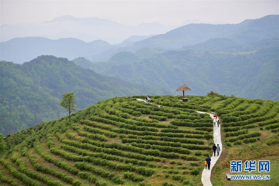 (新華全媒頭條·走向我們的小康生活·圖文互動(dòng))(5)蹚出綠色小康路——陜南秦巴山區(qū)的脫貧答卷