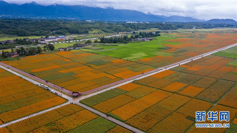 （圖文互動(dòng)）（1）幸?；ㄩ_&mdash;&mdash;高黎貢山下&ldquo;萬畝花海&rdquo;帶富美麗鄉(xiāng)村