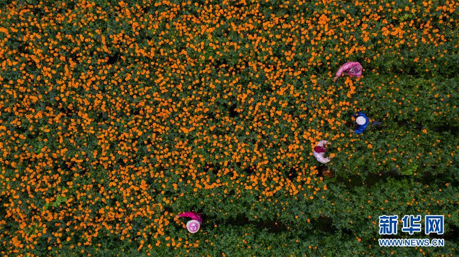 （圖文互動(dòng)）（2）幸福花開&mdash;&mdash;高黎貢山下&ldquo;萬畝花海&rdquo;帶富美麗鄉(xiāng)村