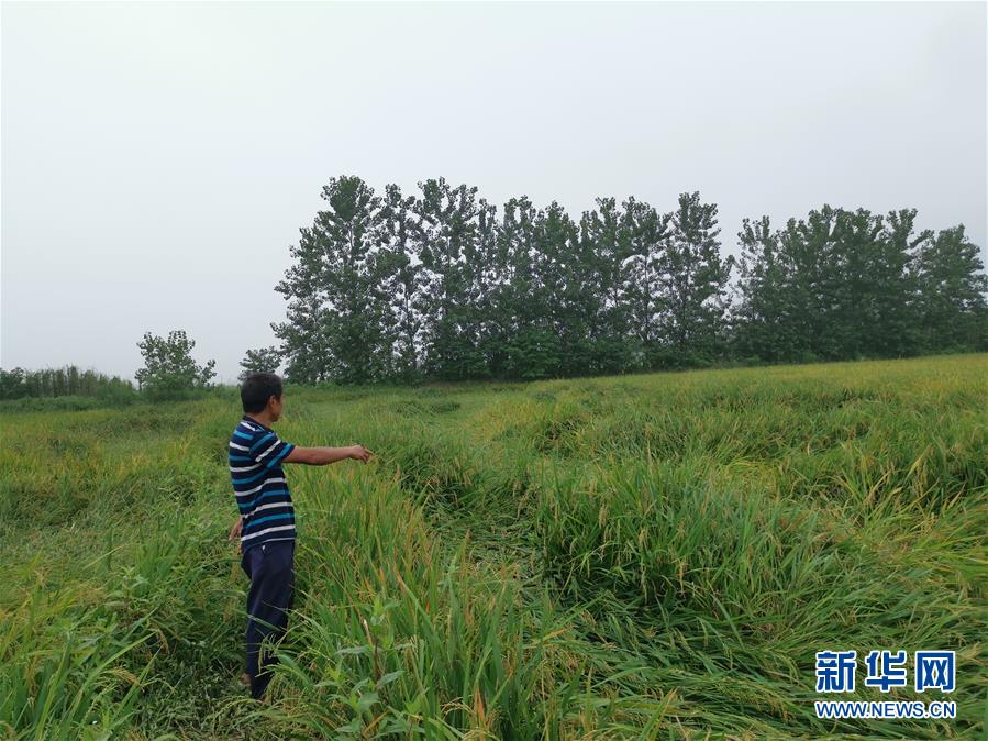 (新華視點(diǎn)·聚焦餐桌外的浪費(fèi)·圖文互動(dòng))(2)顆粒歸倉為何難實(shí)現(xiàn)?我國糧食收割環(huán)節(jié)損失驚人