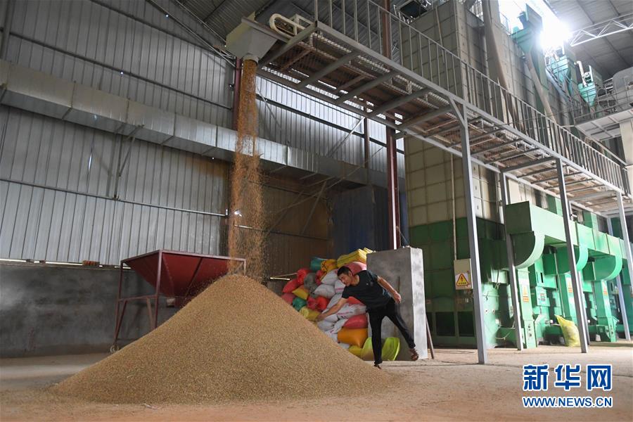 （新華視點&middot;聚焦餐桌外的浪費&middot;圖文互動）（1）農(nóng)戶儲糧損失達8%！設施普遍簡陋，蟲害霉變堪憂