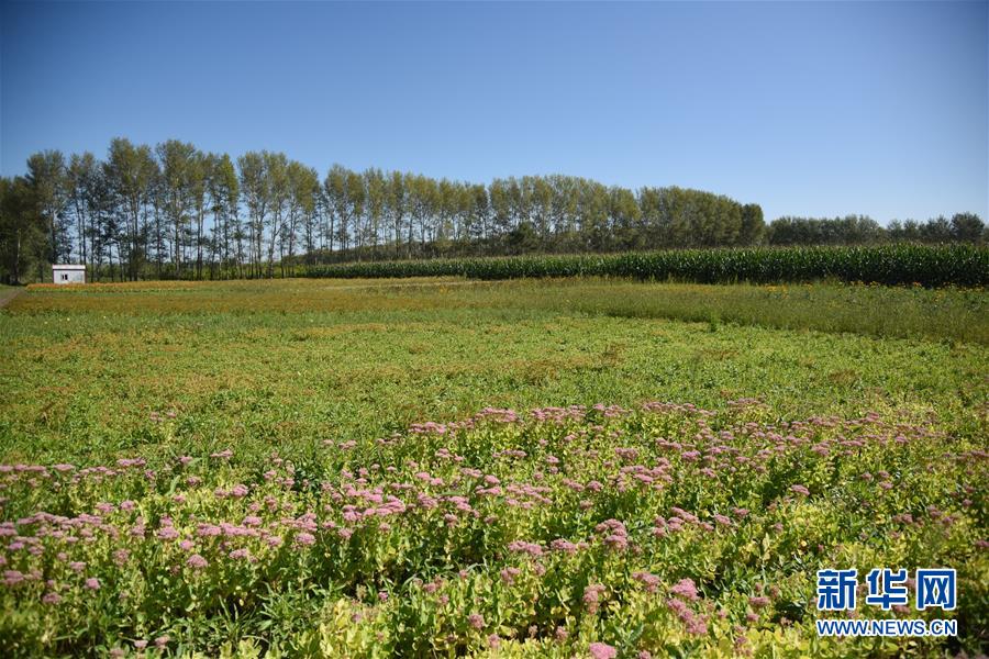 (決戰(zhàn)決勝脫貧攻堅·圖文互動)(3)楊老漢“護花”巧算“脫貧賬”