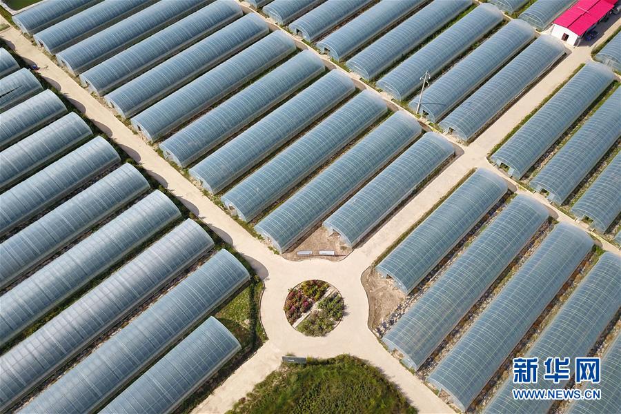 （新華全媒頭條&middot;走向我們的小康生活&middot;圖文互動）（11）&ldquo;苦甲&rdquo;不再，&ldquo;甘味&rdquo;綿長&mdash;&mdash;脫貧攻堅(jiān)的甘肅味道