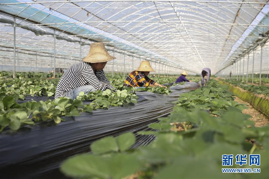 （新華全媒頭條&middot;決戰(zhàn)決勝脫貧攻堅(jiān)&middot;督戰(zhàn)未摘帽貧困縣&middot;圖文互動(dòng)）（12）不獲全勝，決不收兵&mdash;&mdash;全國(guó)52個(gè)掛牌督戰(zhàn)貧困縣脫貧攻堅(jiān)紀(jì)實(shí)