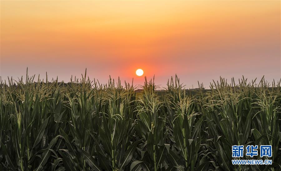 （新華全媒頭條&middot;圖文互動(dòng)）（2）為現(xiàn)代農(nóng)業(yè)探新路&mdash;&mdash;來自吉林梨樹的田野報(bào)告