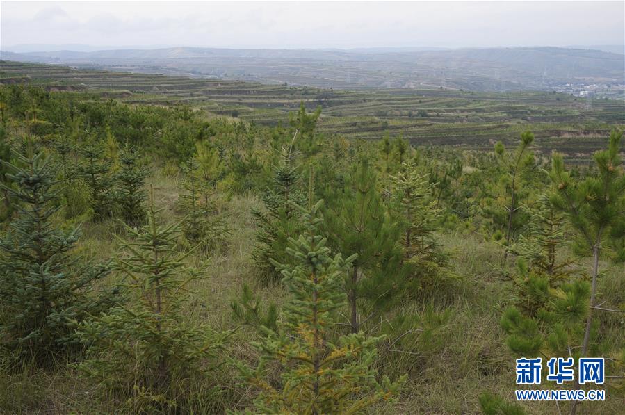 （決戰(zhàn)決勝脫貧攻堅(jiān)&middot;圖文互動(dòng)）（1）甘肅定西黃土高坡上，有片&ldquo;福州林&rdquo;