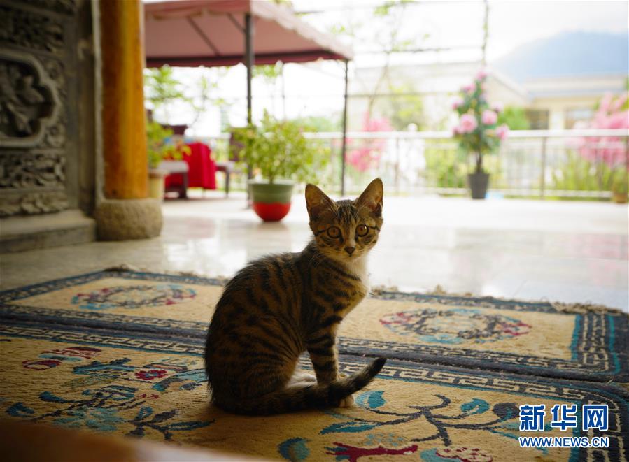 （走向我們的小康生活&middot;決戰(zhàn)決勝脫貧攻堅(jiān)&middot;圖文互動）（3）甘青交界處的跨越&mdash;&mdash;保安族、撒拉族的脫貧故事