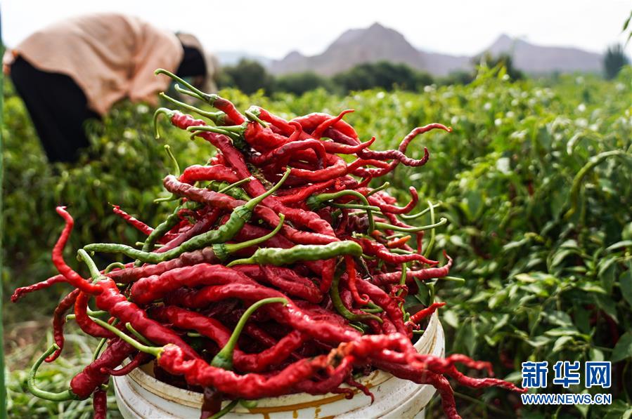 （走向我們的小康生活&middot;決戰(zhàn)決勝脫貧攻堅(jiān)&middot;圖文互動）（8）甘青交界處的跨越&mdash;&mdash;保安族、撒拉族的脫貧故事 