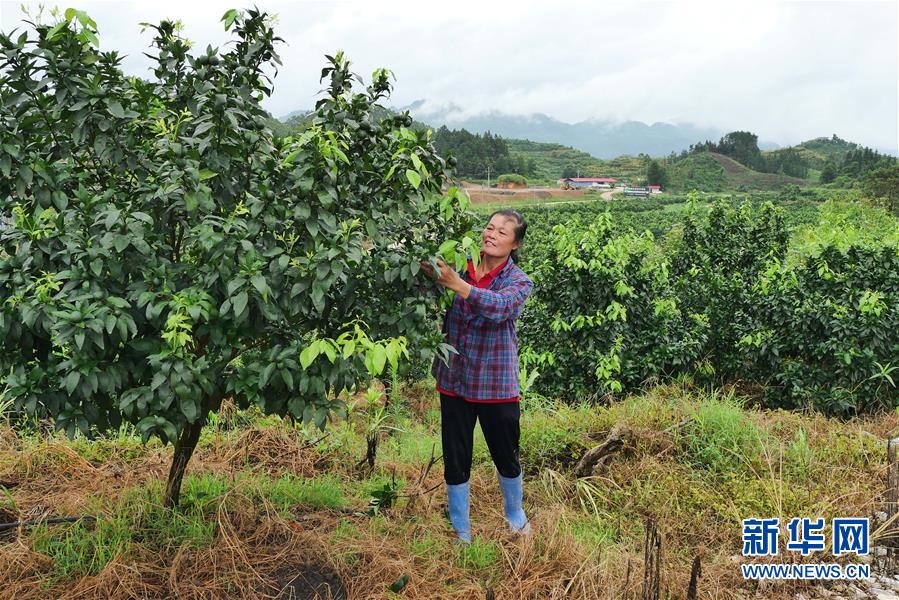 （決戰(zhàn)決勝脫貧攻堅(jiān)&middot;圖文互動(dòng)）（10）同飲一江水 攜手&ldquo;斬窮根&rdquo;&mdash;&mdash;深圳對(duì)口廣西河池、百色扶貧協(xié)作見(jiàn)聞