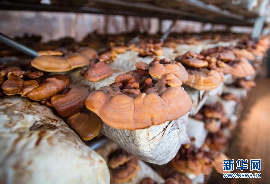 （新華全媒頭條&middot;走向我們的小康生活&middot;圖文互動）（4）特殊之年，荊楚大地書寫不平凡的答卷