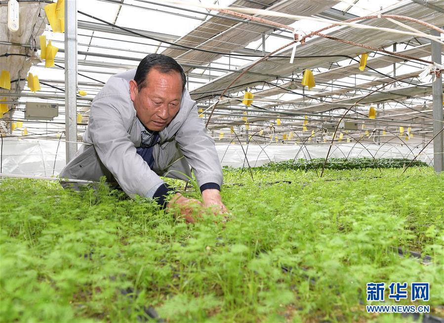 (走向我們的小康生活·決戰(zhàn)決勝脫貧攻堅·圖文互動)(1)高原喜見“壽光綠”——“世界屋脊”上的蔬菜發(fā)展奇跡