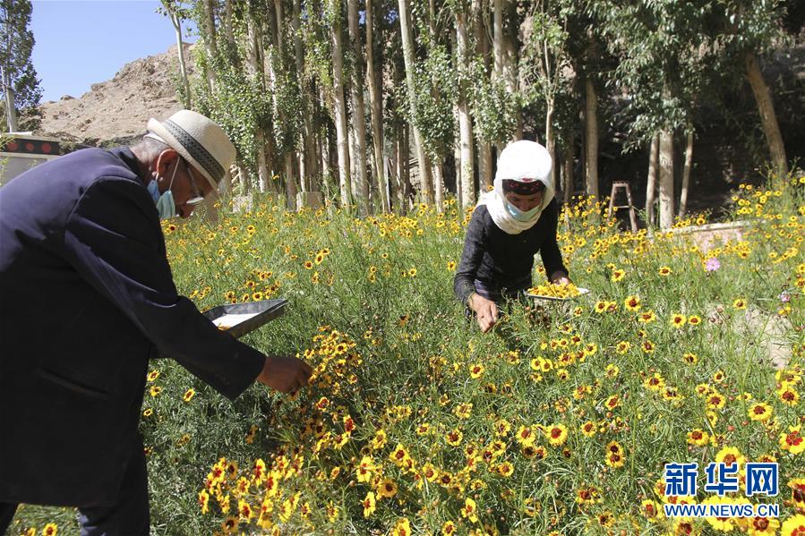 (決戰(zhàn)決勝脫貧攻堅(jiān)·圖文互動(dòng))(1)帕米爾高原盛開“富民花”