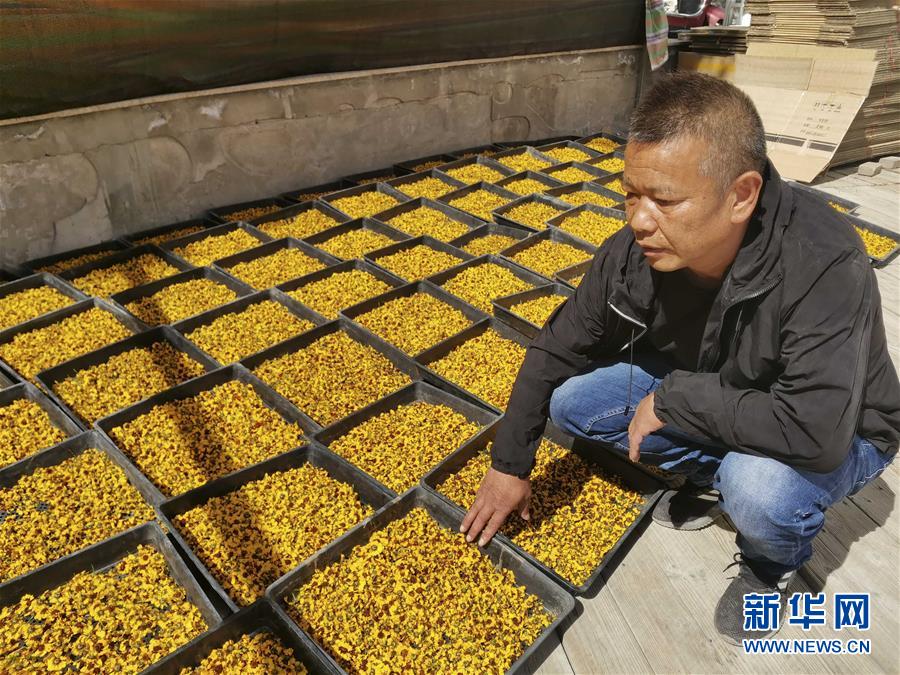 (決戰(zhàn)決勝脫貧攻堅(jiān)·圖文互動(dòng))(2)帕米爾高原盛開“富民花”