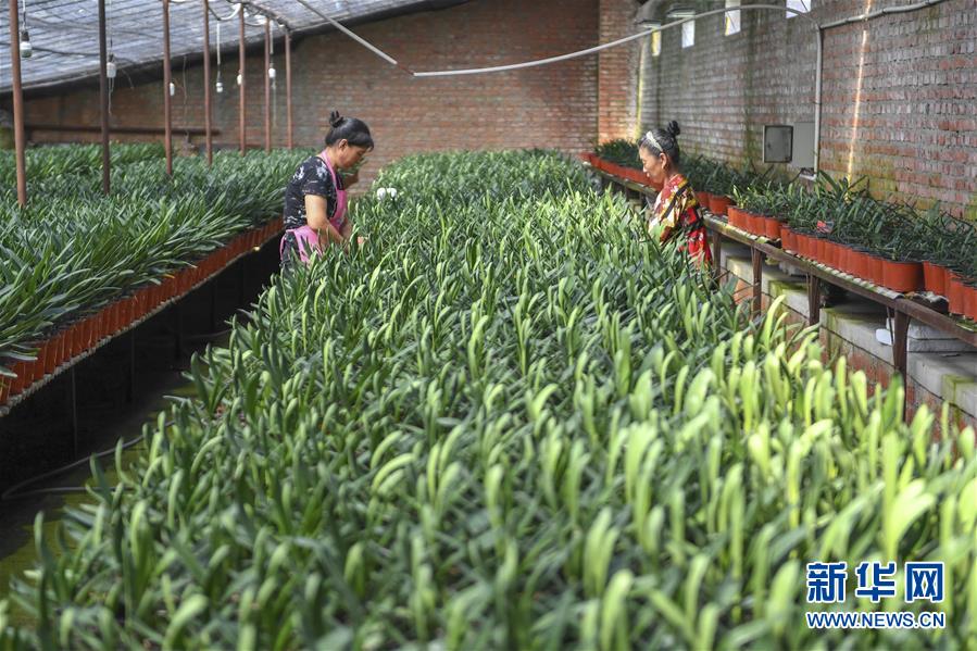 (決戰(zhàn)決勝脫貧攻堅·圖文互動)(2)君子蘭在脫貧攻堅戰(zhàn)場上“綻放”