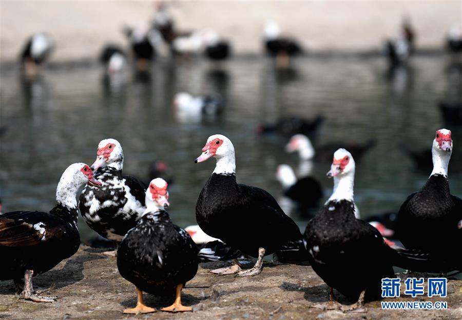 (決戰(zhàn)決勝脫貧攻堅(jiān)·圖文互動(dòng))(6)17代人追逐的夢(mèng)想實(shí)現(xiàn)了——記冀南平原劉秋口村變遷