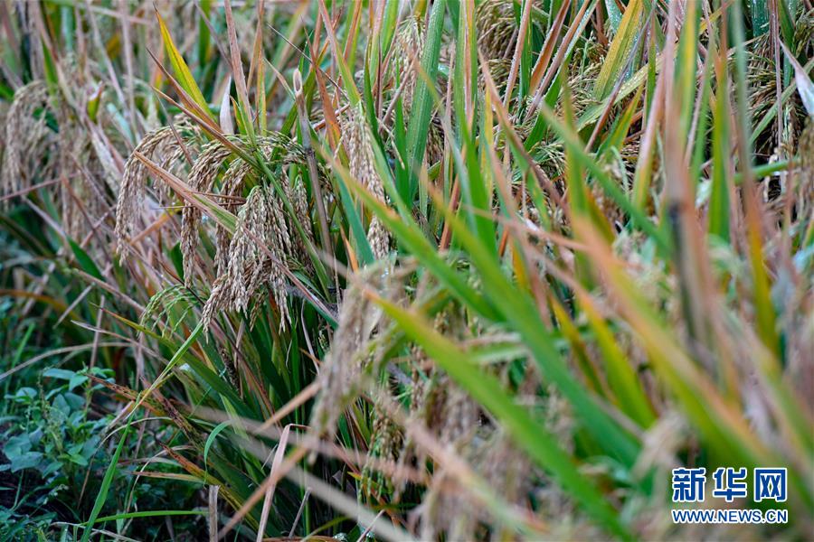 (圖文互動)(5)袁隆平團隊雜交水稻雙季畝產(chǎn)突破1500公斤