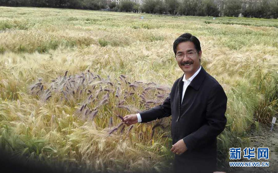 (新華全媒頭條·圖文互動)(3)愿做高原一粒種 化作金穗撒人間——追記我國青稞研究專家尼瑪扎西