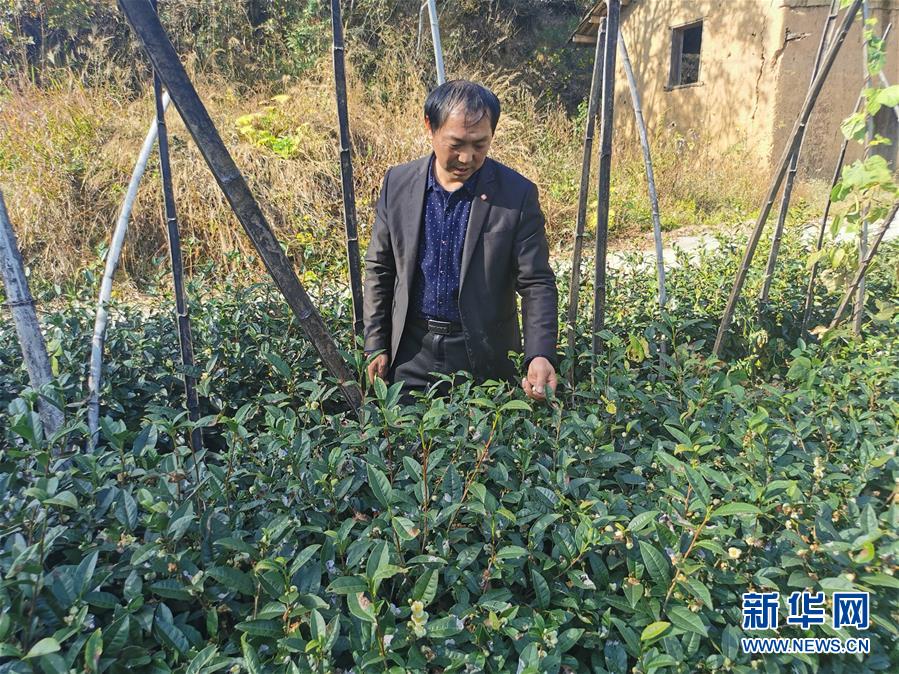（決戰(zhàn)決勝脫貧攻堅(jiān)&middot;圖文互動(dòng)）（2）咬定&ldquo;茶&rdquo;山不放松&mdash;&mdash;安徽大別山區(qū)石佛村依靠茶產(chǎn)業(yè)脫貧致富見聞