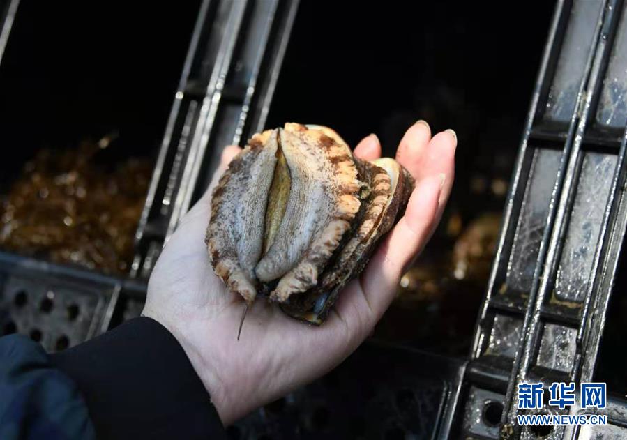 (新華全媒頭條·圖文互動(dòng))(3)“拔”海起牧場 “耕”海新牧歌