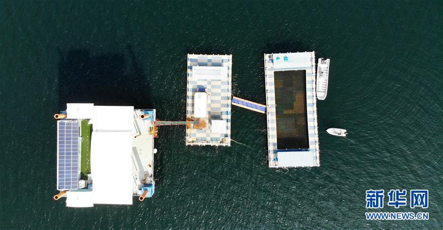 (新華全媒頭條·圖文互動(dòng))(8)“拔”海起牧場 “耕”海新牧歌