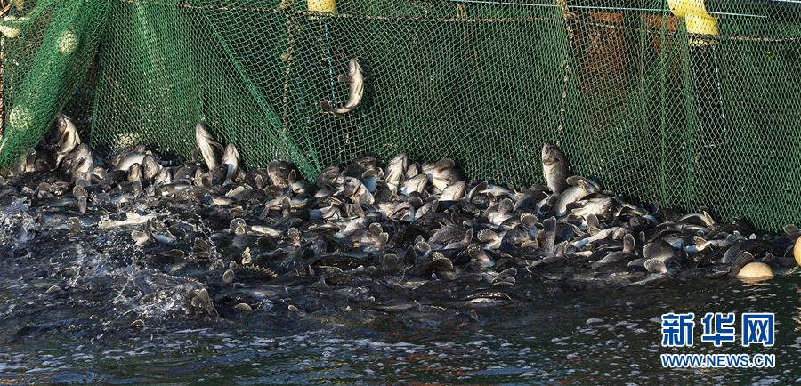 #(新華全媒頭條·圖文互動(dòng))(13)“拔”海起牧場 “耕”海新牧歌