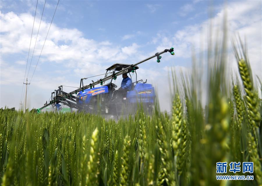 （在習近平新時代中國特色社會主義思想指引下&mdash;&mdash;新時代新作為新篇章&middot;習近平總書記關切事&middot;圖文互動）（7）新農事、新希望&mdash;&mdash;夏收前田間新動態(tài)掃描
