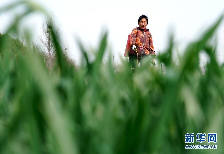 (在習(xí)近平新時(shí)代中國(guó)特色社會(huì)主義思想指引下——新時(shí)代新作為新篇章·習(xí)近平總書(shū)記關(guān)切事·圖文互動(dòng))(4)食為政首——穩(wěn)住農(nóng)業(yè)基本盤(pán)增添發(fā)展底氣