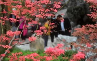 &ldquo;楓&rdquo;景醉游人