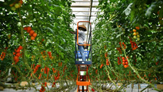 海南熱帶高效農業(yè)實現(xiàn)歷史性跨越