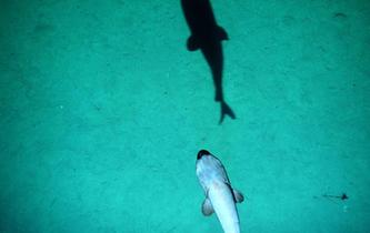 &ldquo;潛龍三號&rdquo;&ldquo;曝光&rdquo;深海生物